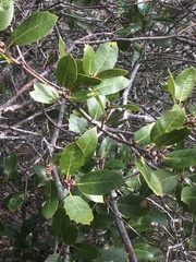 Quercus wislizeni frutescens