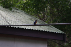 Corythornis vintsioides