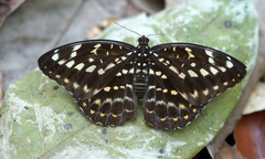 Lexias pardalis jadeitina