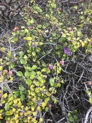 Ceanothus jepsonii jepsonii