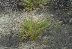 Calamagrostis ophitidis