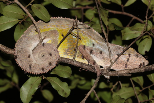 Chameleon, Furcifer nicosiai