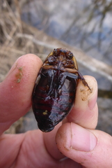 Dytiscus verticalis