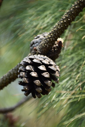 Photograph of Pinus