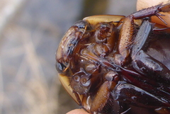 Dytiscus verticalis