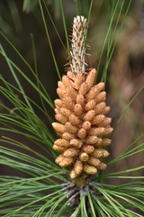 Pinus yunnanensis