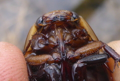 Dytiscus verticalis