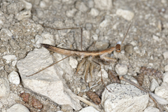 Geomantis larvoides