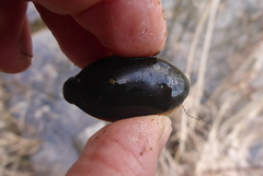 Dytiscus verticalis
