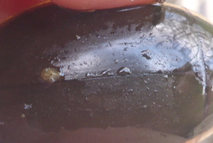 Dytiscus verticalis