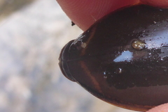 Dytiscus verticalis