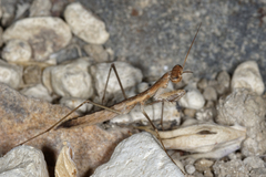 Geomantis larvoides