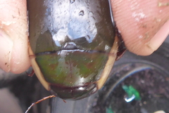 Dytiscus verticalis