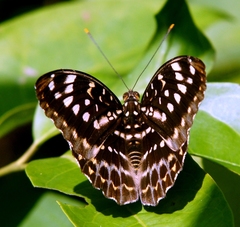 Lexias pardalis jadeitina
