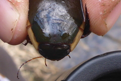 Dytiscus verticalis
