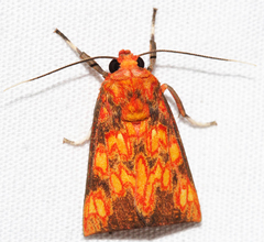 Melese flavimaculata