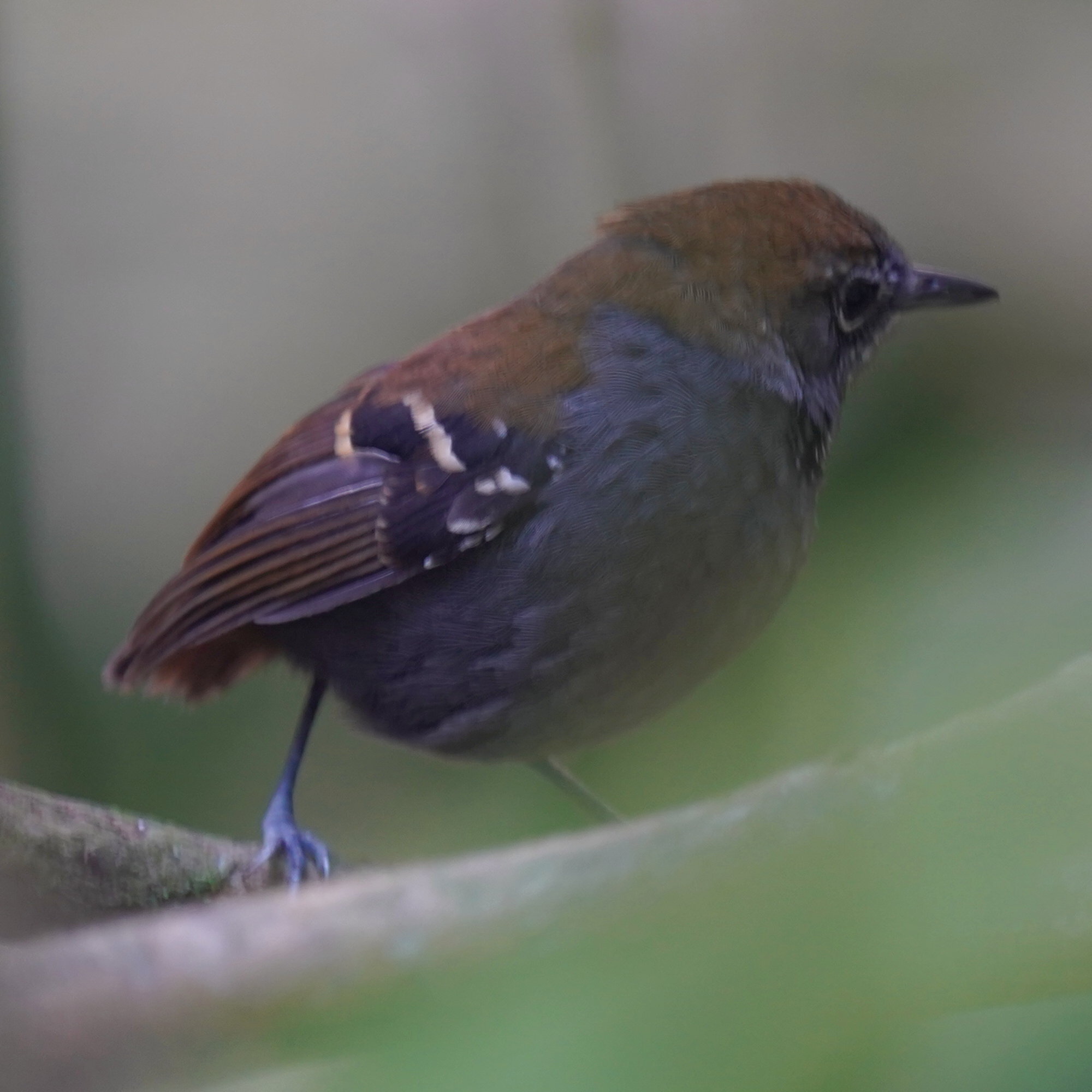 Star-throated Antwren (Rhopias gularis), photo 6