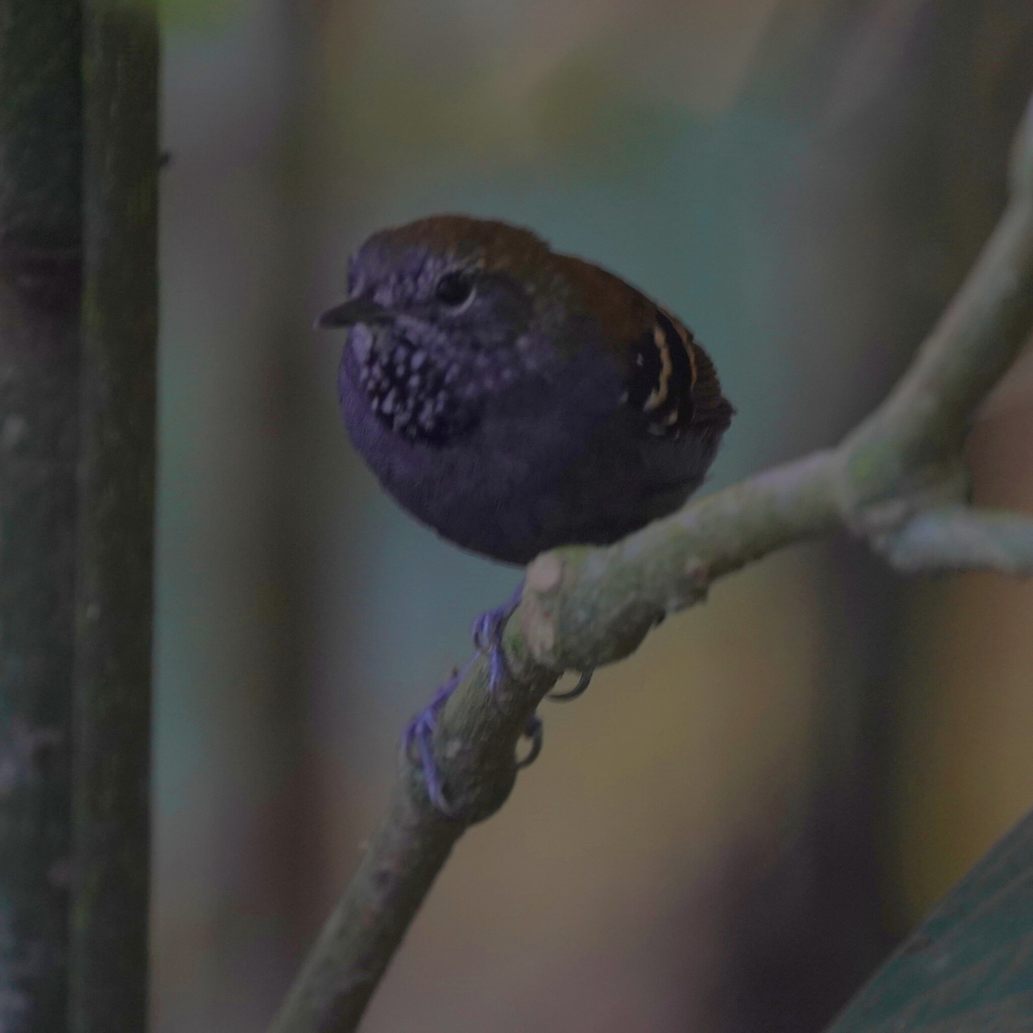 Star-throated Antwren (Rhopias gularis), photo 3