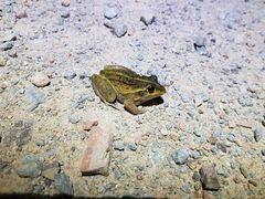 Ranoidea alboguttata