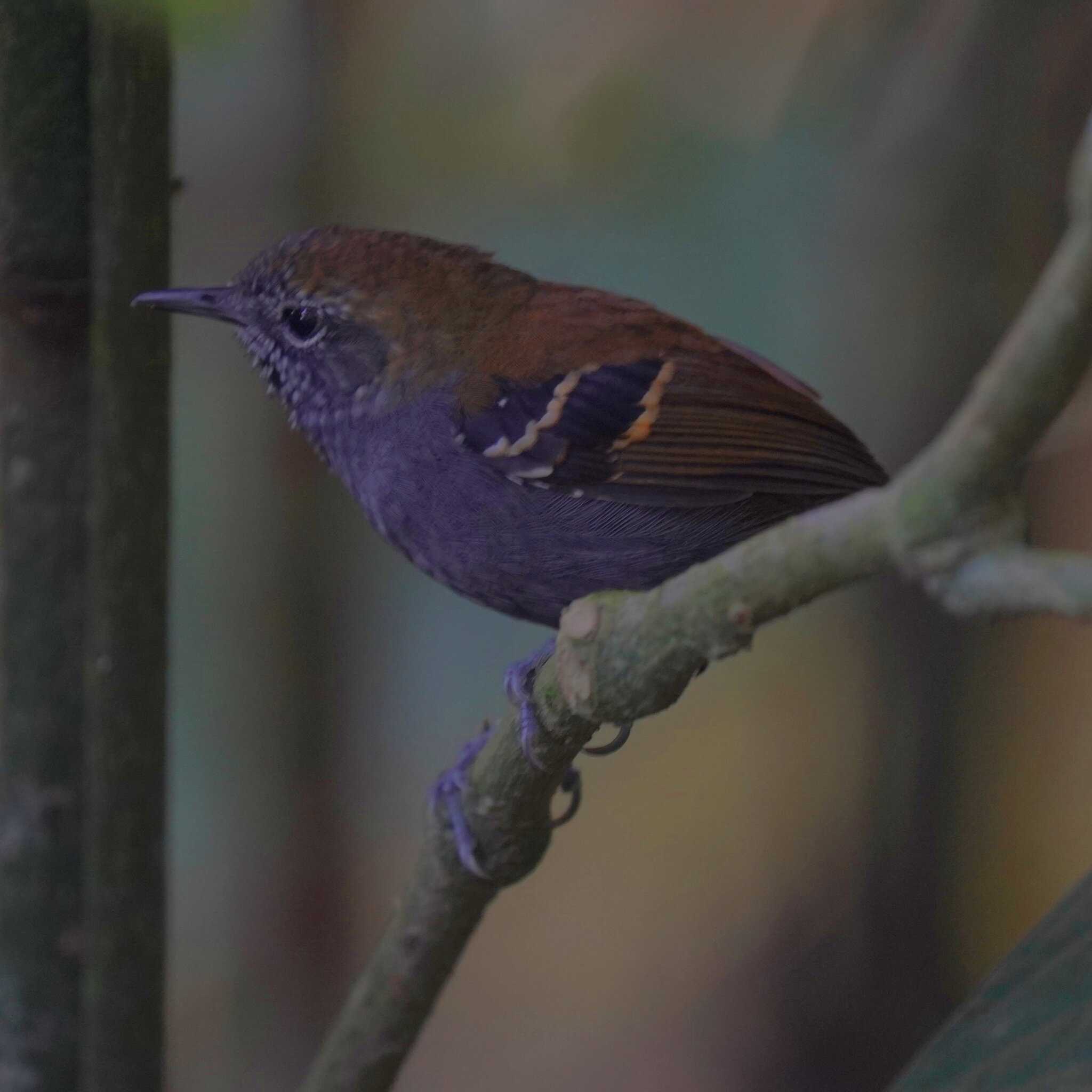 Star-throated Antwren (Rhopias gularis), photo 2