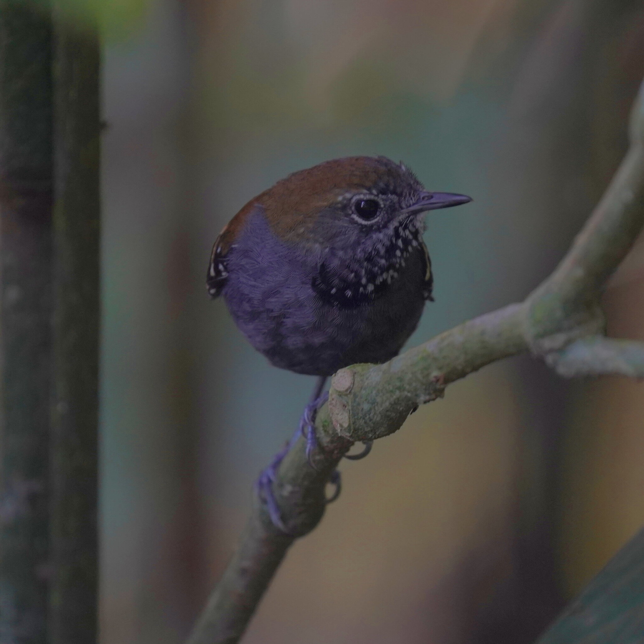 Star-throated Antwren (Rhopias gularis), photo 5