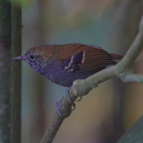 Star-throated Antwren (Rhopias gularis), photo 7