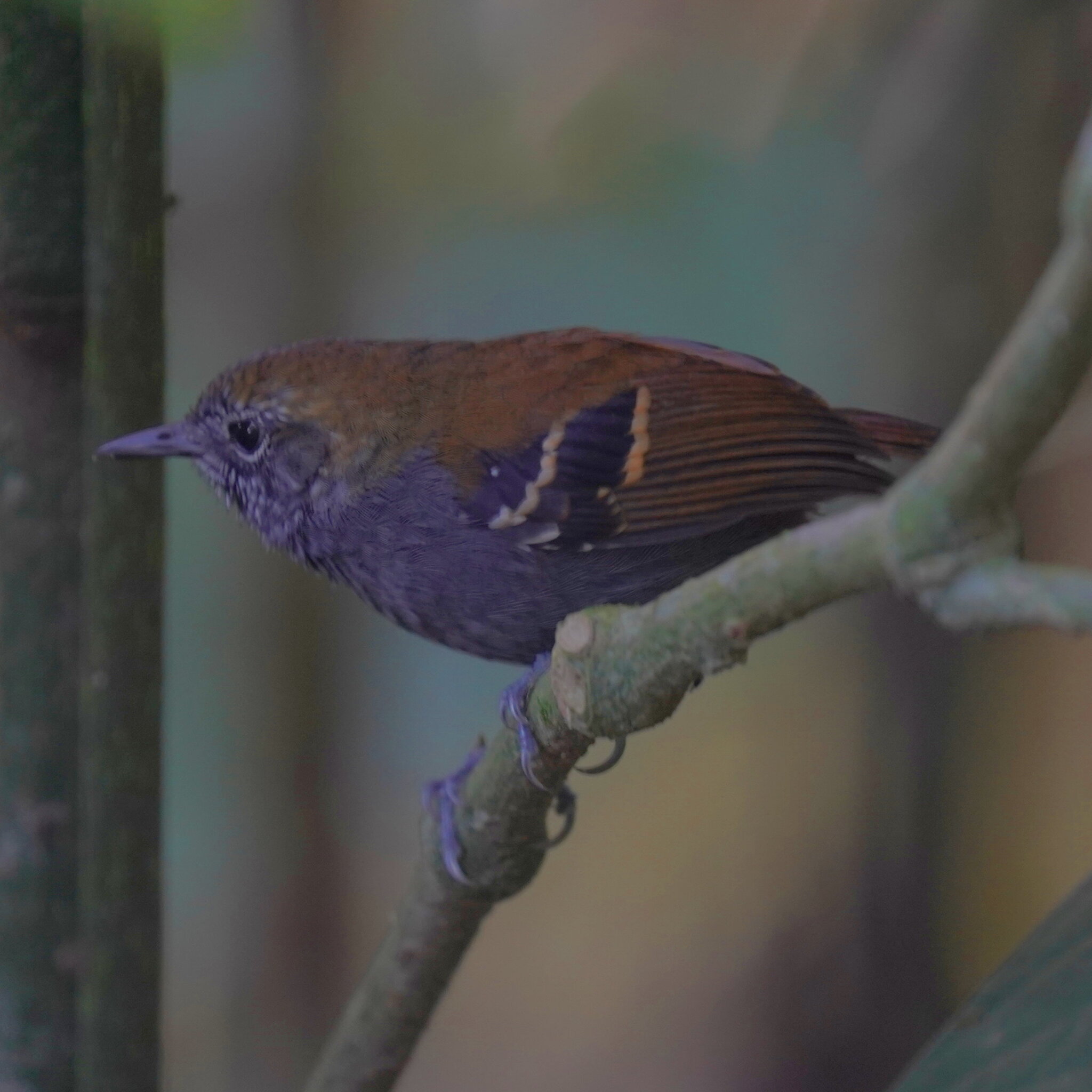 Star-throated Antwren (Rhopias gularis), photo 4