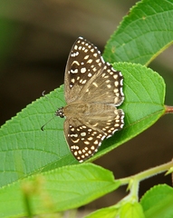 Caprona alida