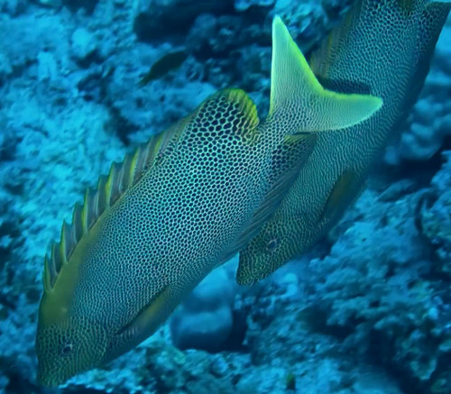 Siganus stellatus