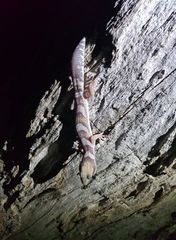 Oedura castelnaui
