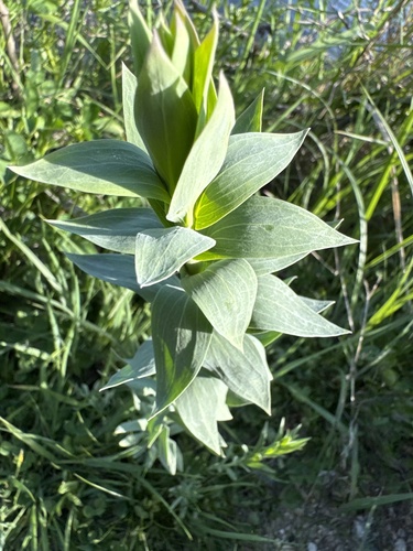 Broomleaf Toadflax