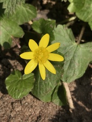 Ficaria verna