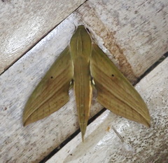 Xylophanes crotonis