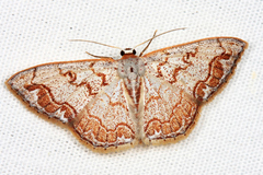 Idaea subfervens