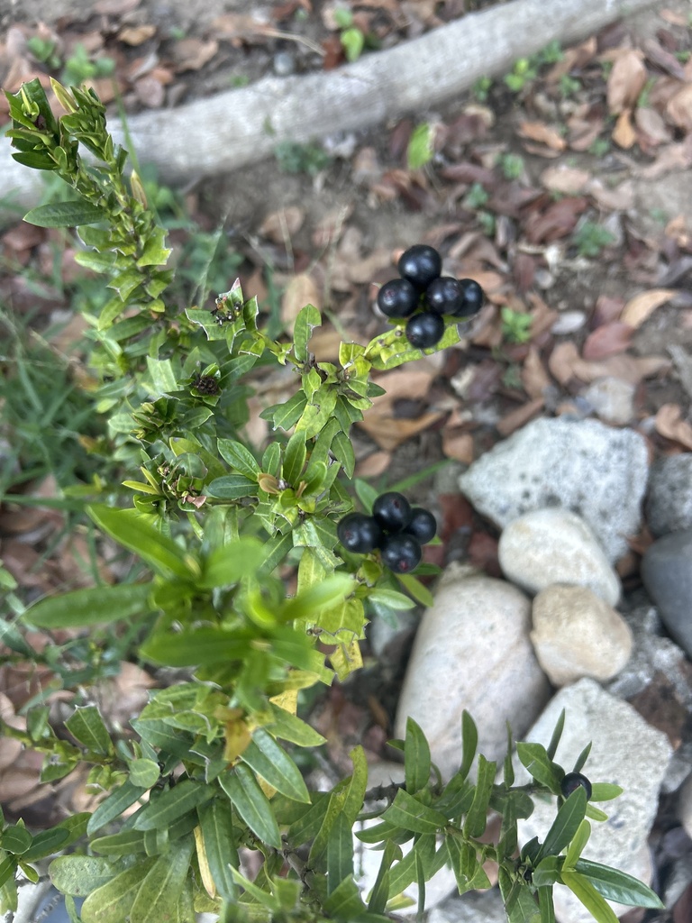 American black nightshade from Paseo de Las Conchas Chinas, Puerto ...
