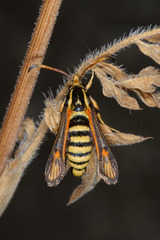 Bembecia sirphiformis