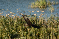 Buteo buteo