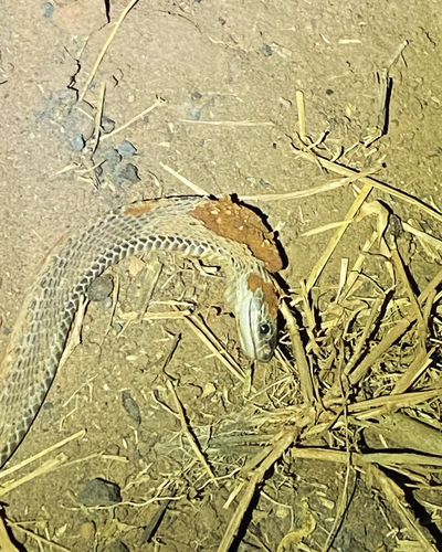 African File Snake