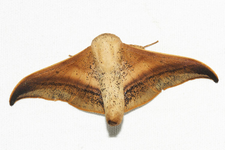 Psychocampa lacuna
