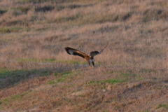 Buteo buteo