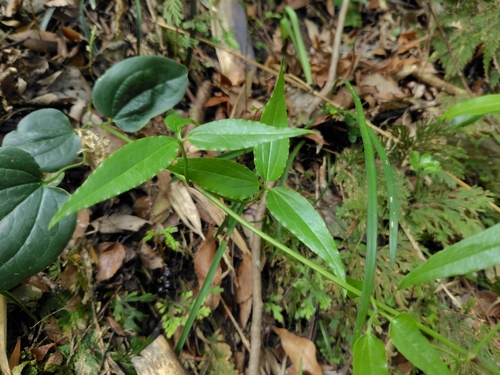 Clematis meyeniana, photograph 3