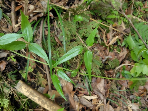Clematis meyeniana, photograph 4