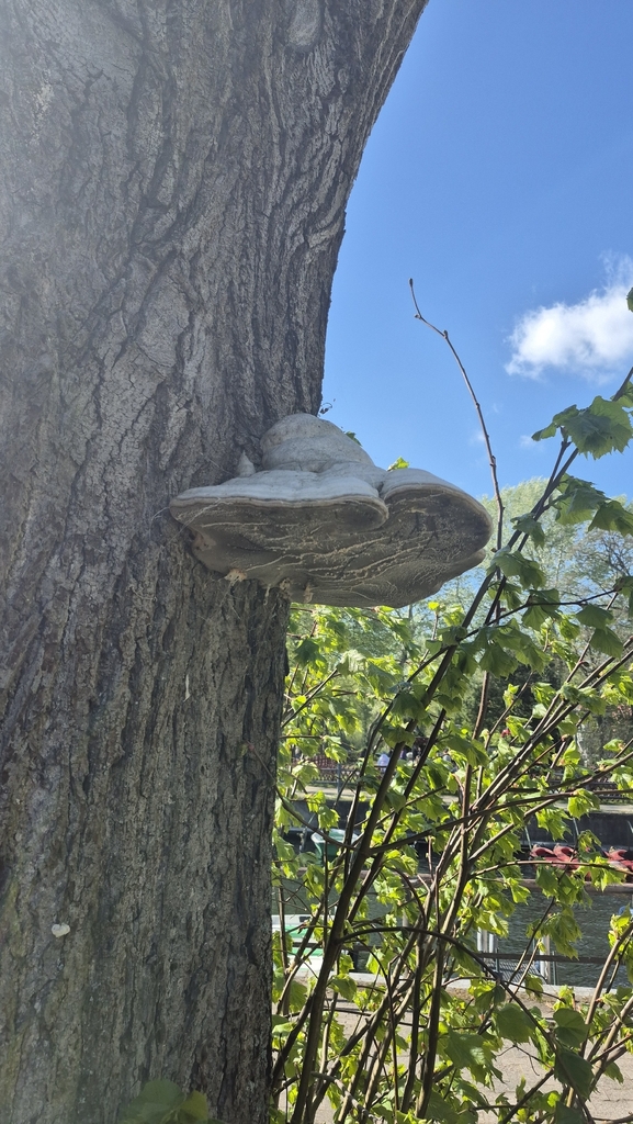 Fomes fomentarius · April 2026 · photo: © vinca_b (iNaturalist, cc0)