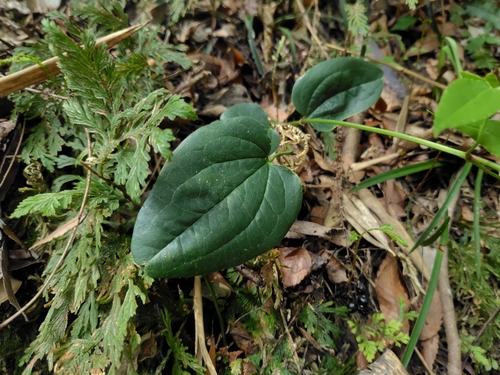 Clematis meyeniana, photograph 5