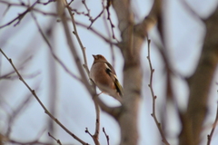 Fringilla coelebs