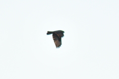 Buteo buteo