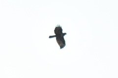 Buteo buteo