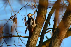 Dendrocopos syriacus