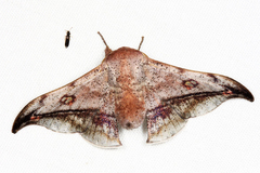 Gonogramma motagus