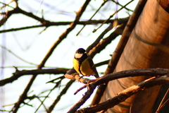 Parus major